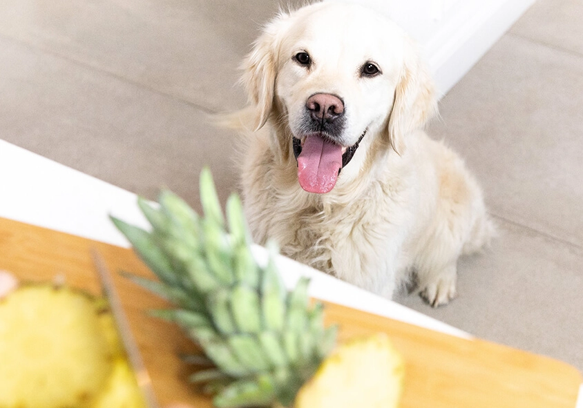 is pineapple good for dogs is pineapple good for dogs