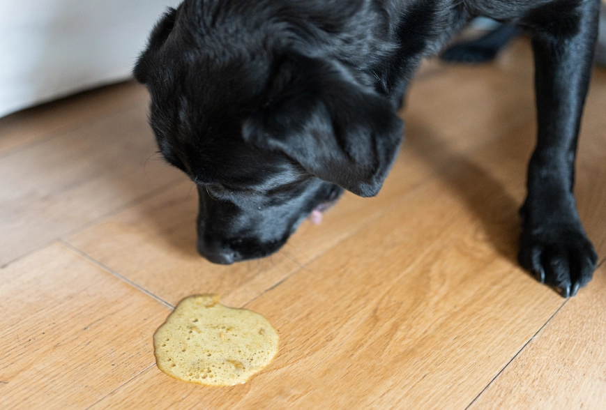 dog vomiting home remedy