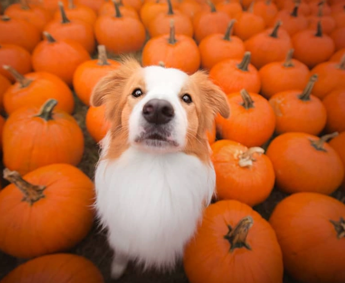 how much pumpkin to give a dog