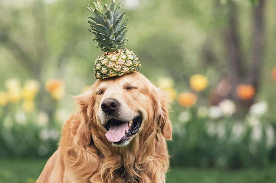 can dogs eat pineapple can dogs eat pineapple