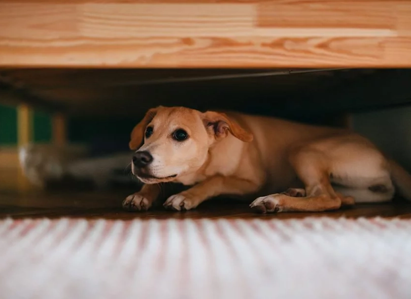 uti in dogs home remedy