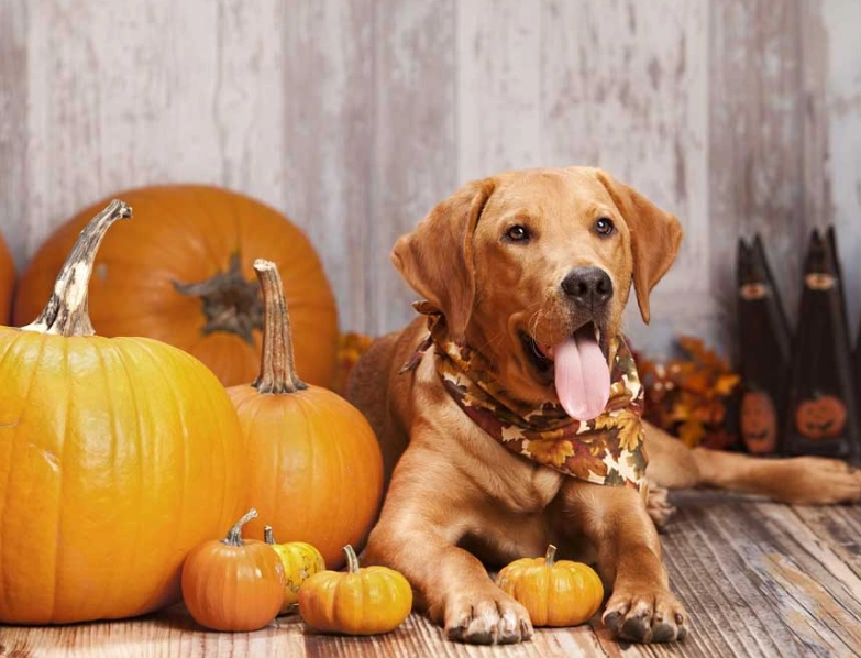benefits of pumpkin for dogs