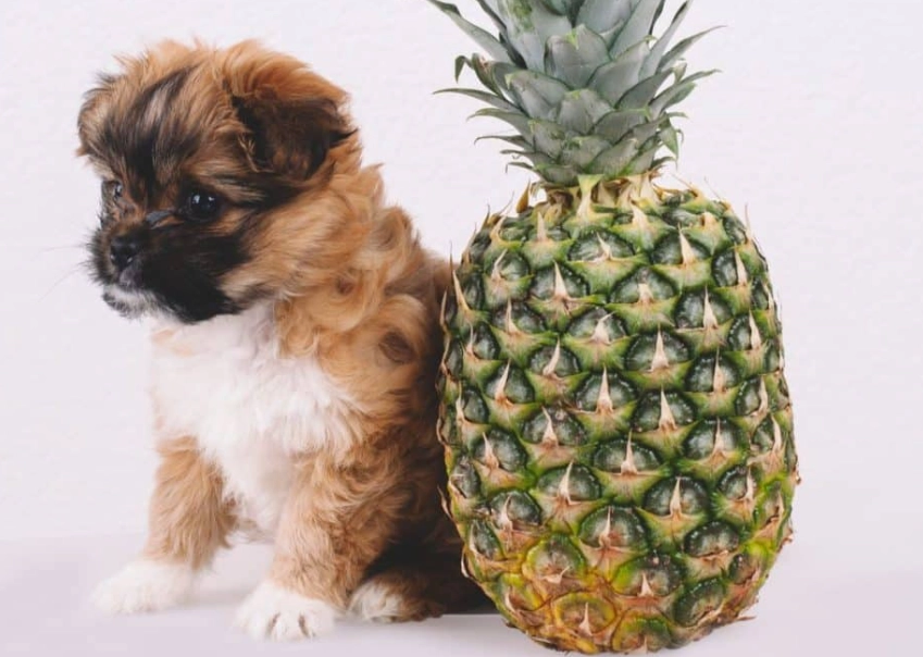 can dogs have pineapple