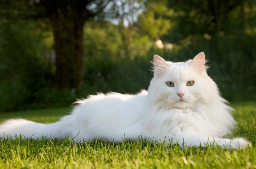 white cat