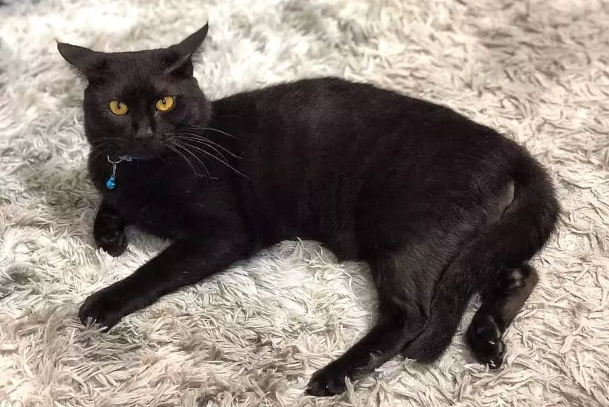 black cat personality