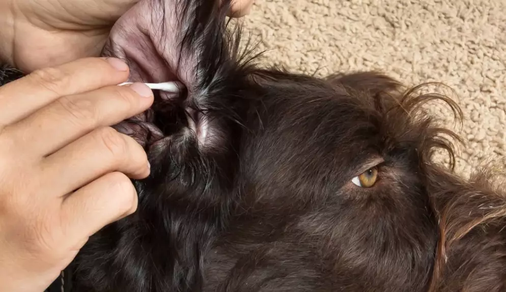 dog ear mites treatment