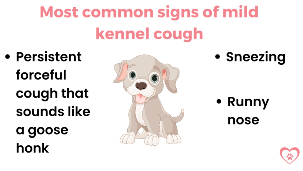 kennel cough treatment