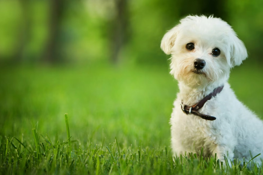 small dog breeds