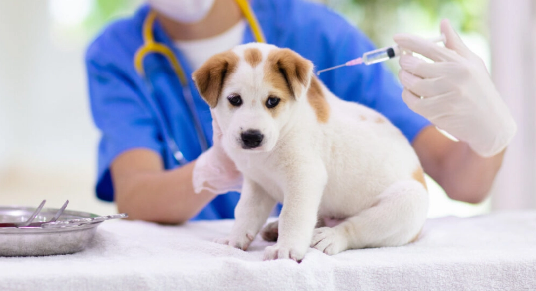 puppy vaccination schedule