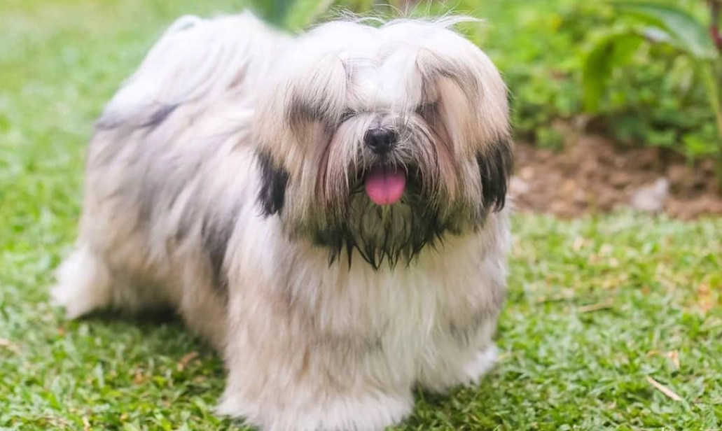 Lhasa Apso grooming
