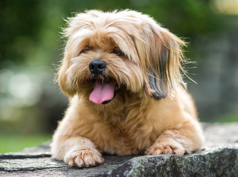 Lhasa Apso temperament