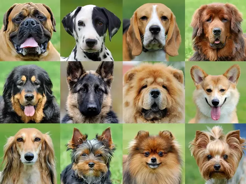 choosing a dog breed choosing a dog breed