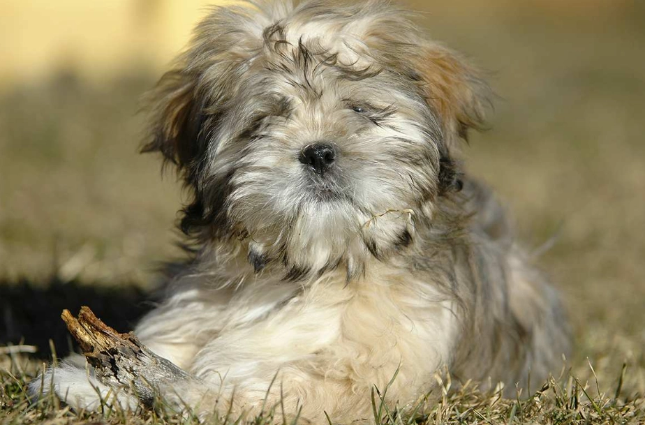 Lhasa Apso training