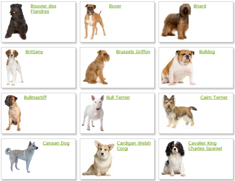 dog breeds dog breeds