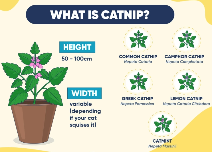 what does catnip do to cats