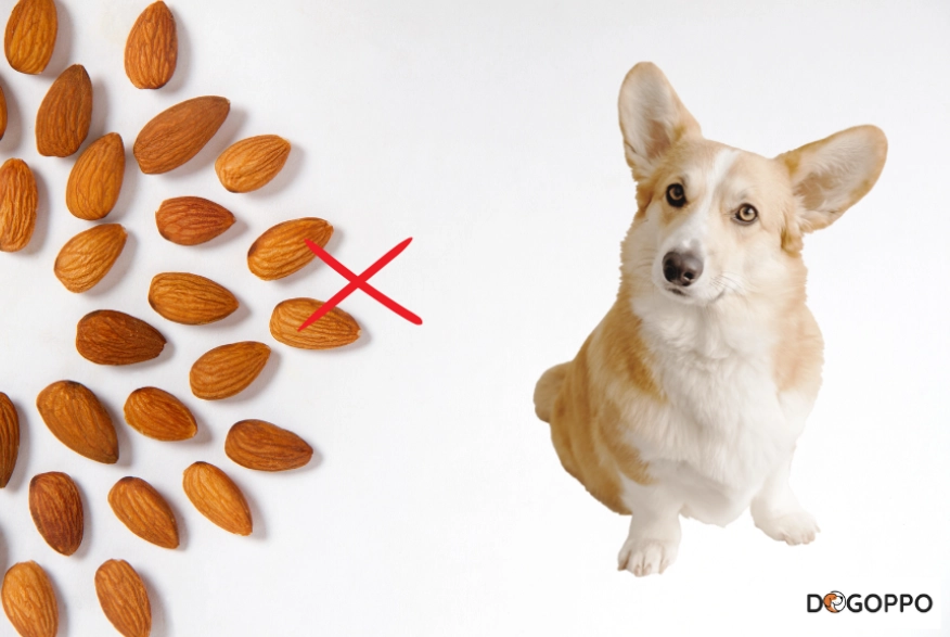 are almonds bad for dogs