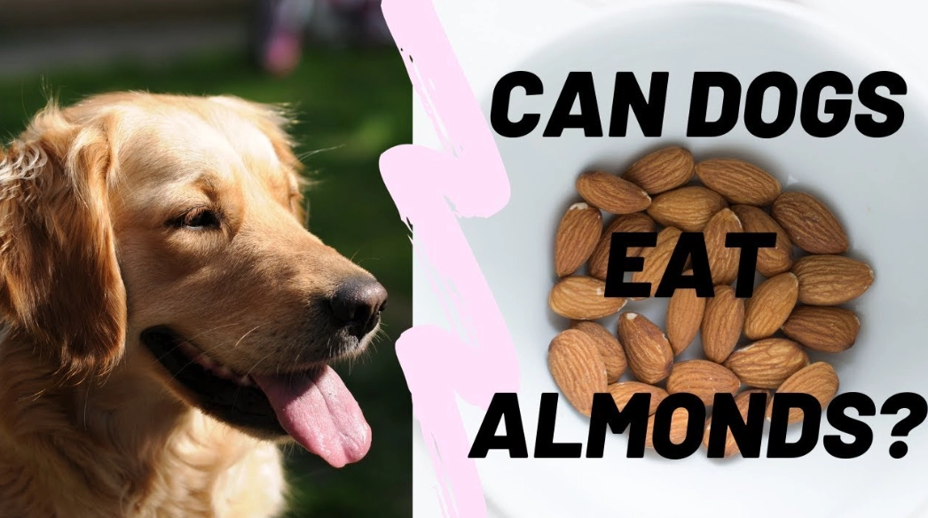 can dogs eat almonds
