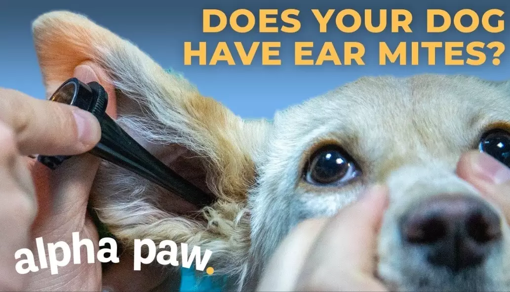 how to treat ear mites in dogs