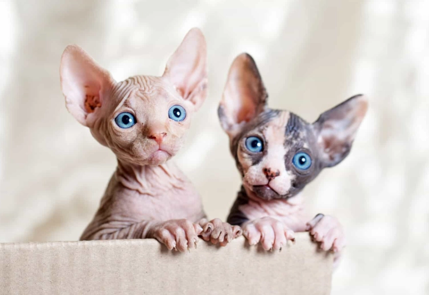 sphynx cat health problems