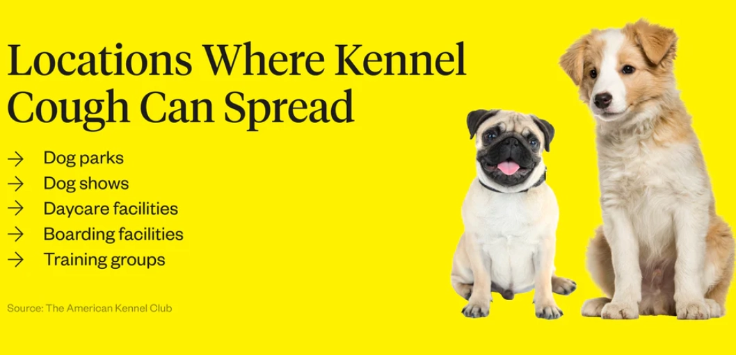 kennel cough treatment