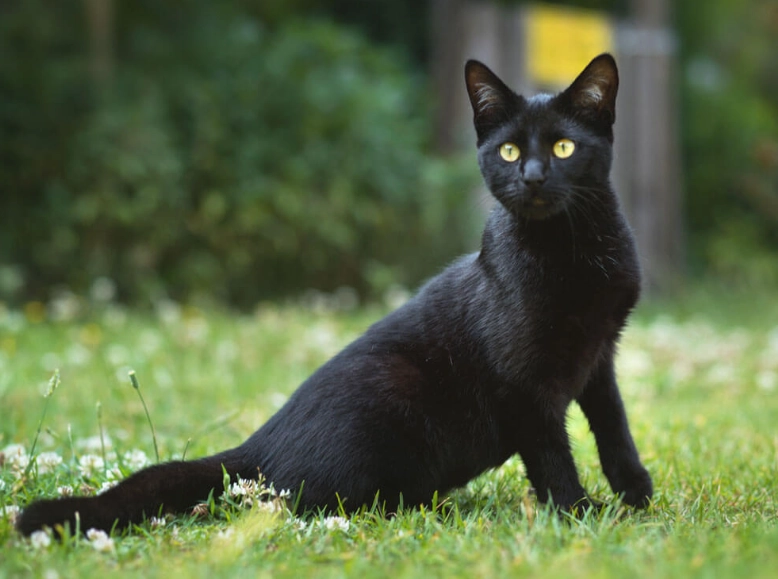 black cat care