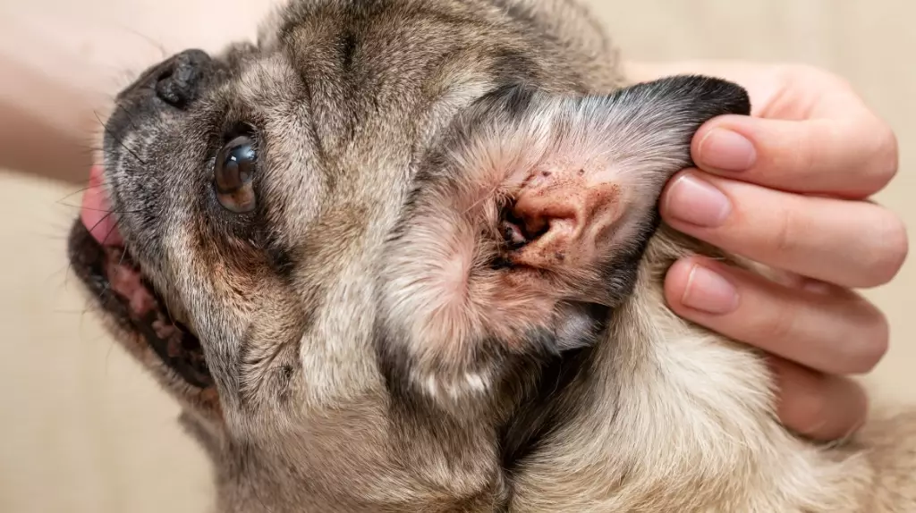 ear mites in dogs