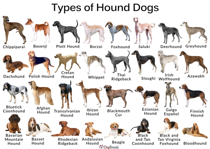 choosing a dog breed choosing a dog breed