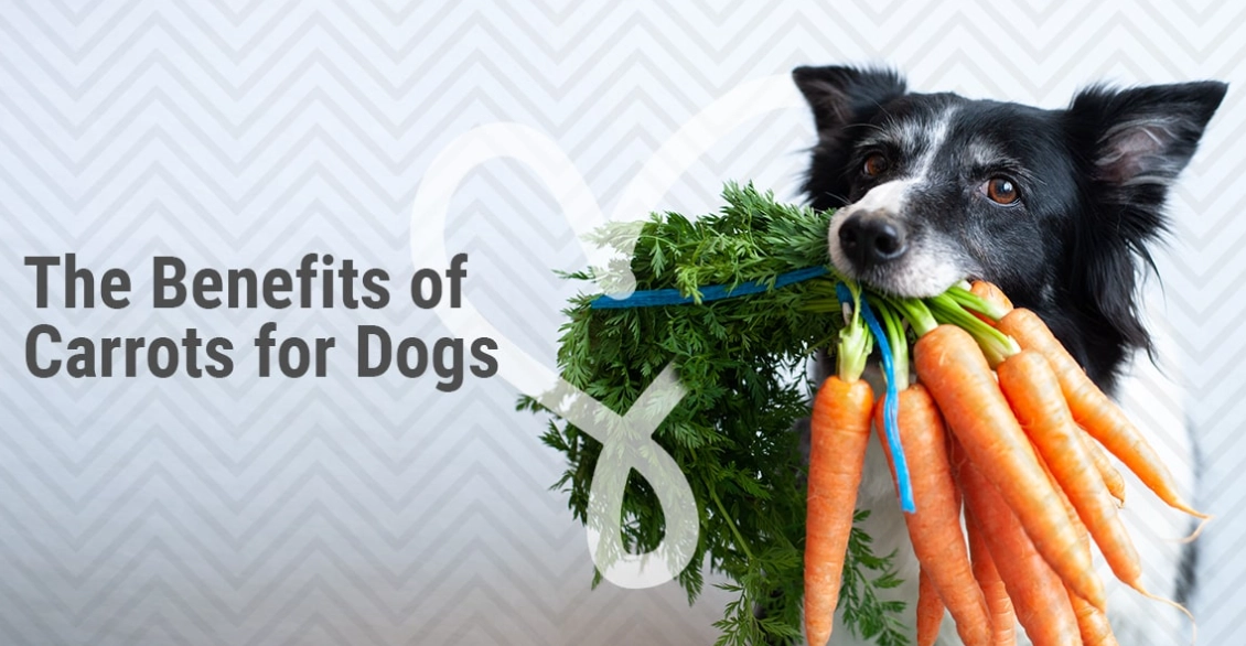 can dogs eat carrots