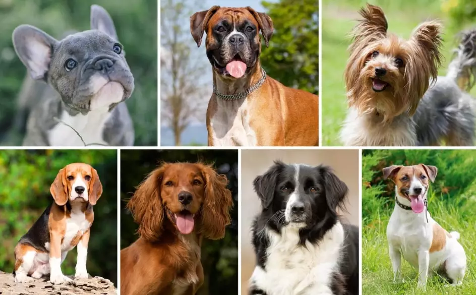 dog breeds dog breeds