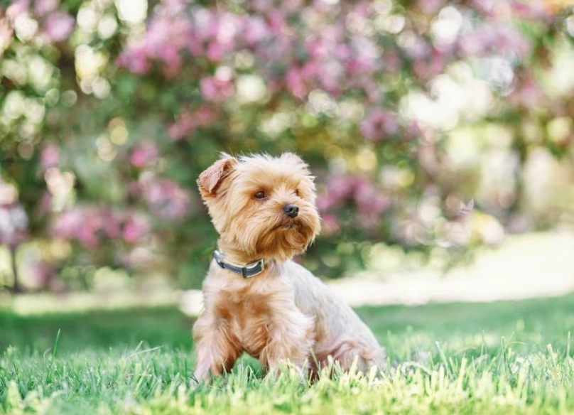 small dog breeds for apartments