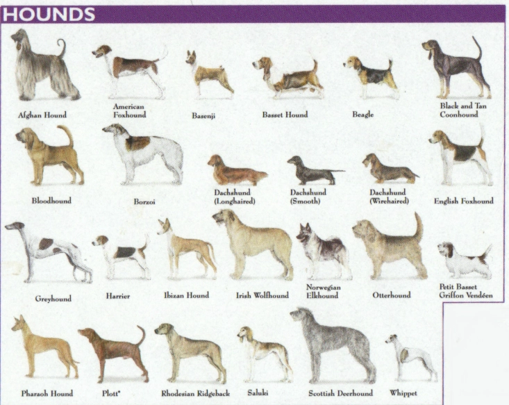 dog breeds dog breeds