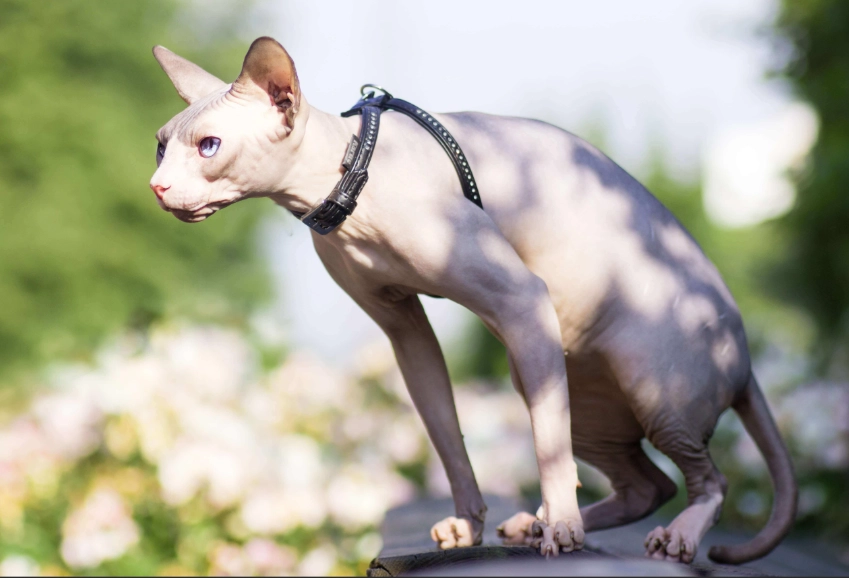 hairless cat grooming