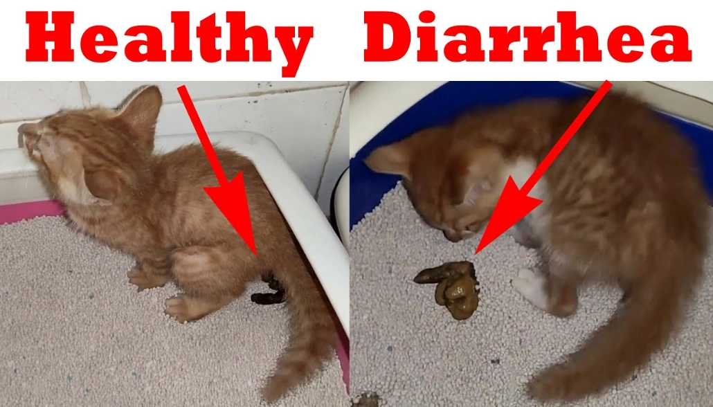 home remedies for cat diarrhea