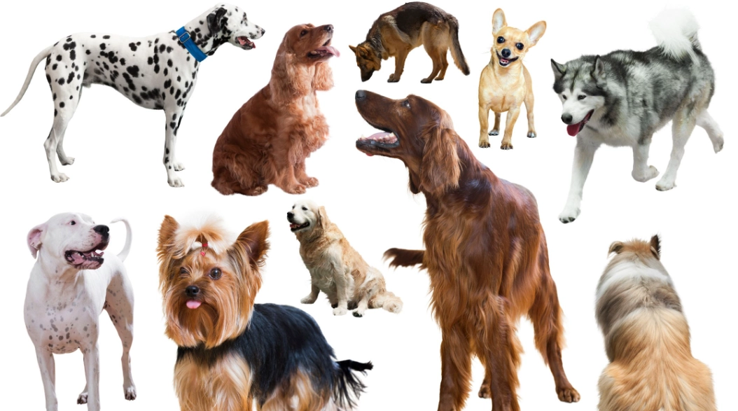 choosing a dog breed choosing a dog breed