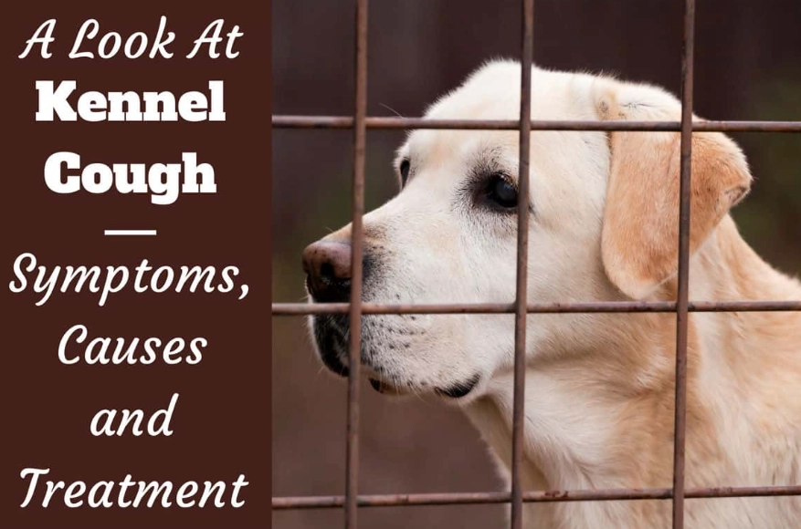 kennel cough treatment