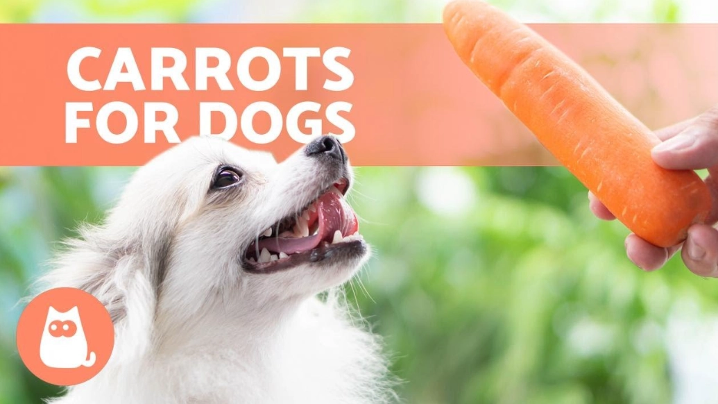 how to feed carrots to dogs