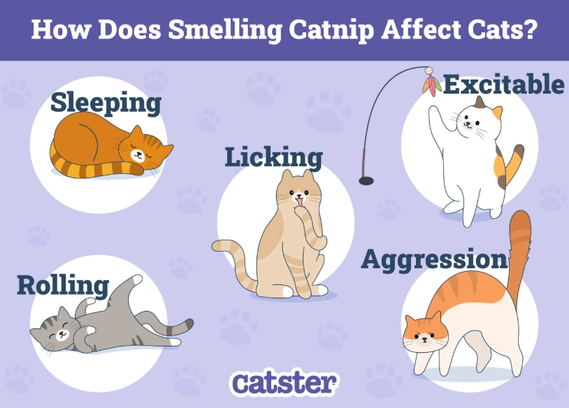 how does catnip work