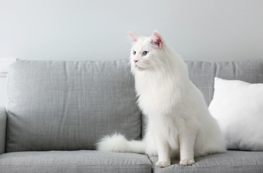 white cat personality