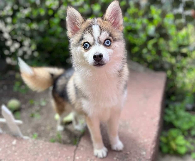 pomsky cost pomsky cost
