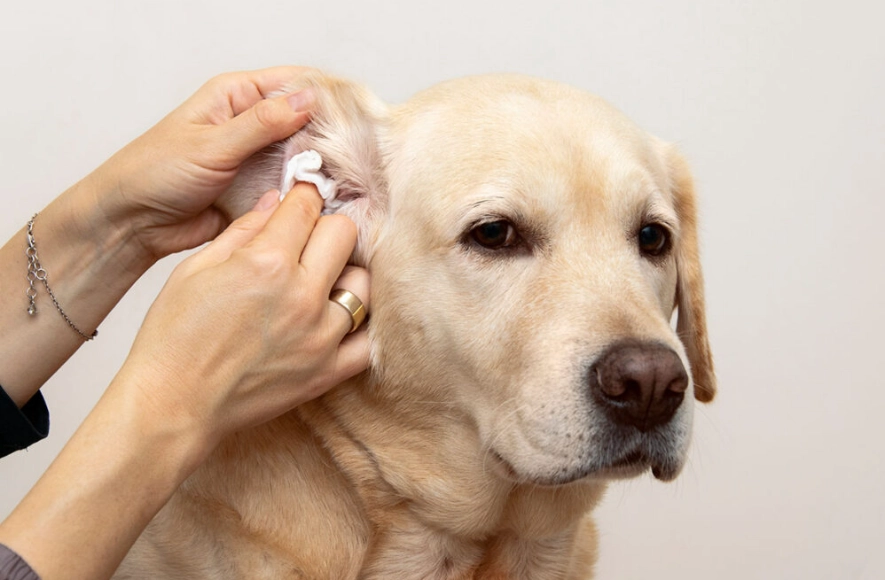 how to clean dog ears how to clean dog ears