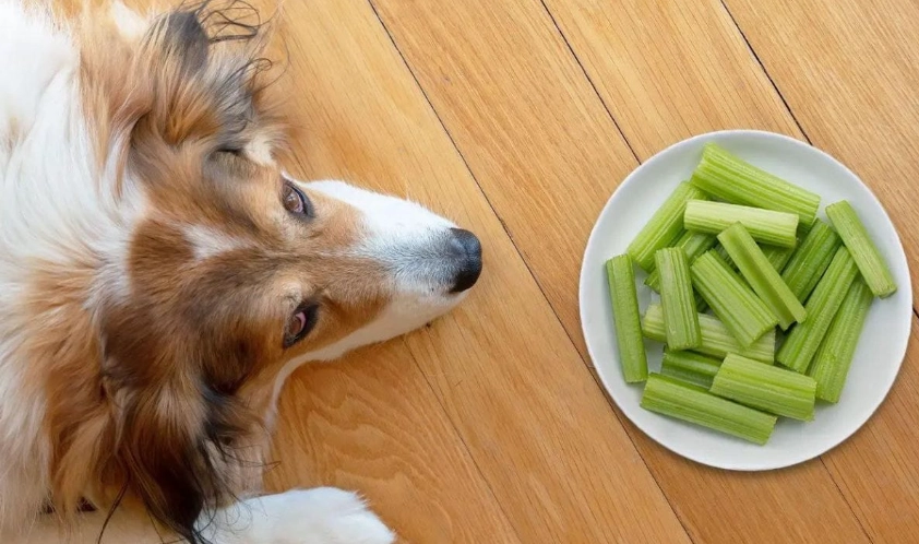 is celery safe for dogs is celery safe for dogs