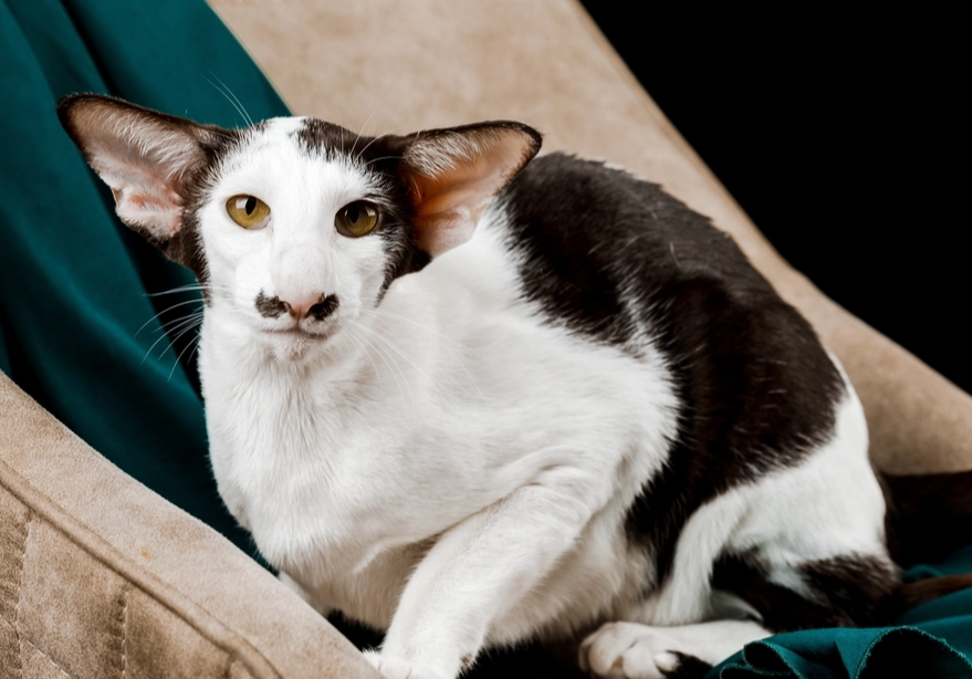 oriental shorthair cat
