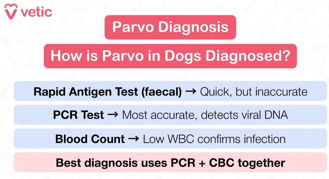 parvo in dogs signs