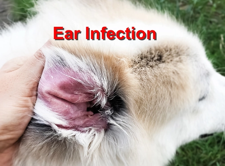 ear infection in dogs ear infection in dogs