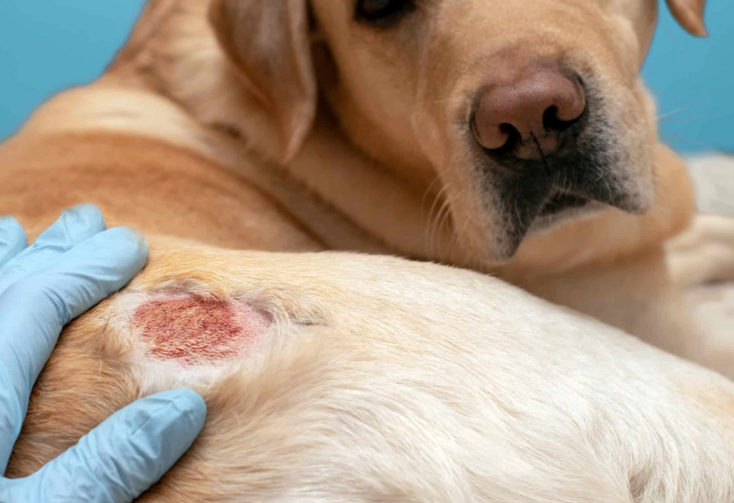 dog hot spot treatment