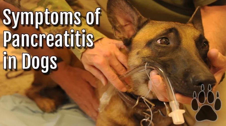 acute pancreatitis in dogs treatment acute pancreatitis in dogs treatment