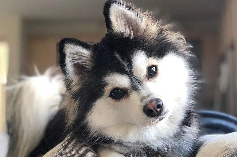 pomsky cost pomsky cost