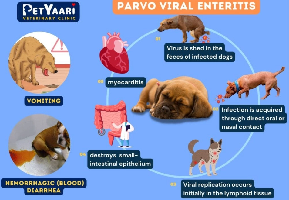 parvo in dogs