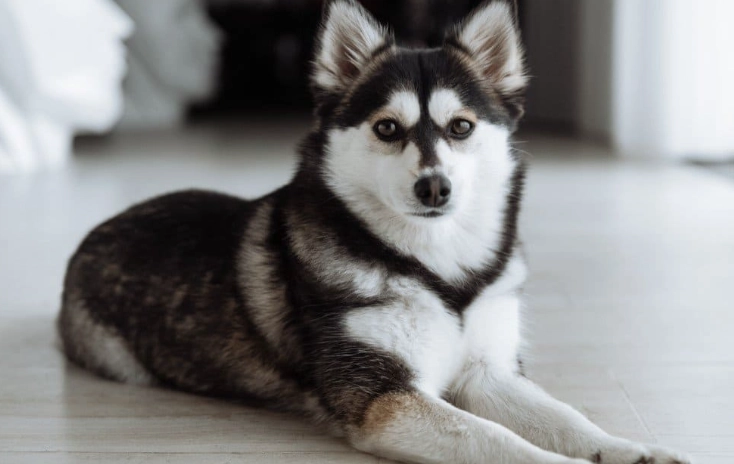 pomsky breeders pomsky breeders