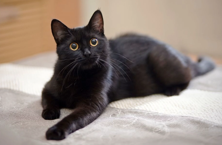 black cat superstitions black cat superstitions